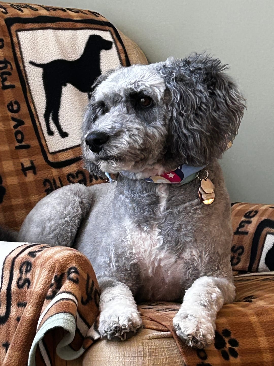 Customer photo review of 6 Inch Jumbo Bully Stick