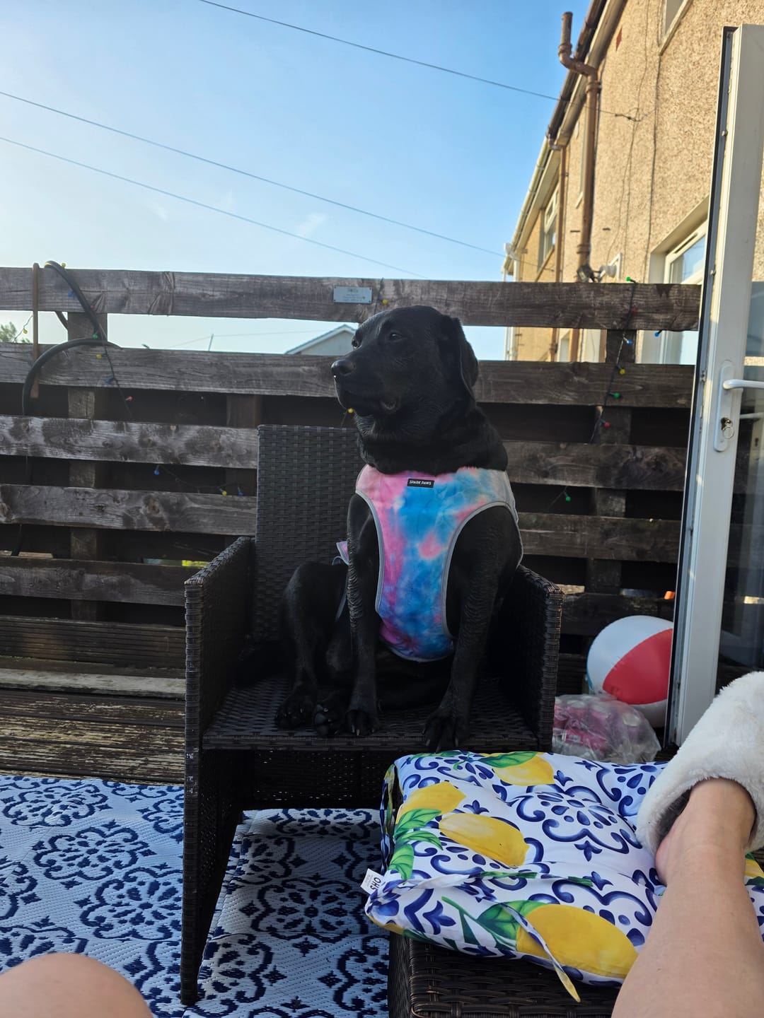 Customer photo review of Chilltech™ Dog Cooling Vest 2 Pack