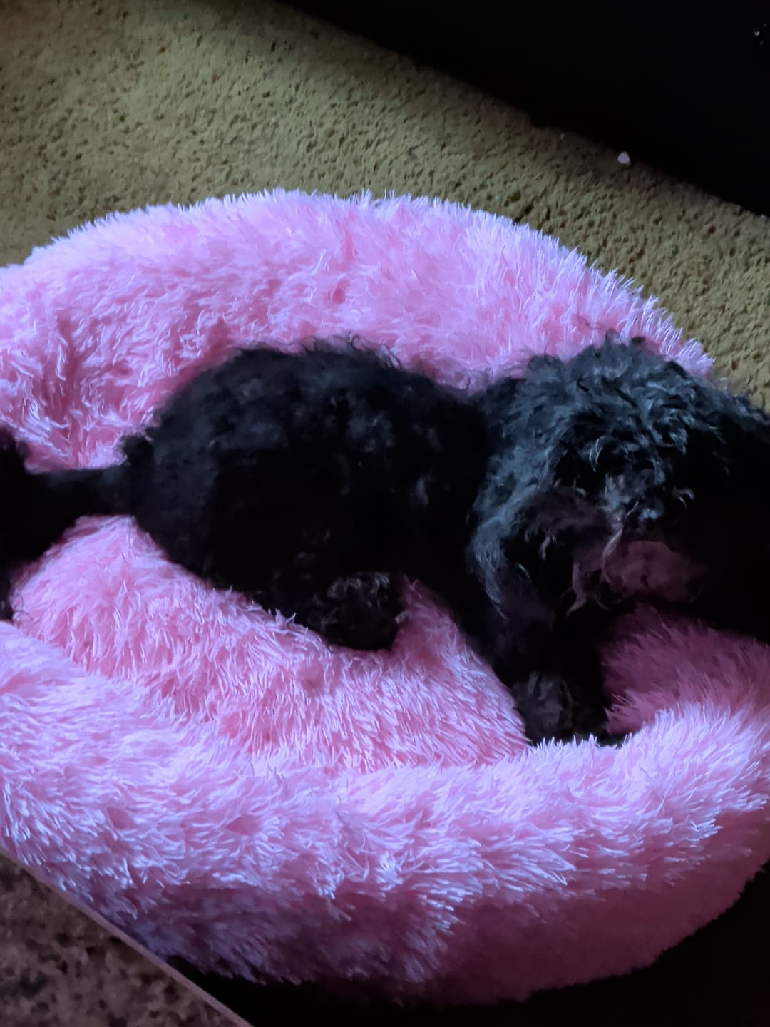 Customer photo review of The Original Fluffy Bean® Pet Bed