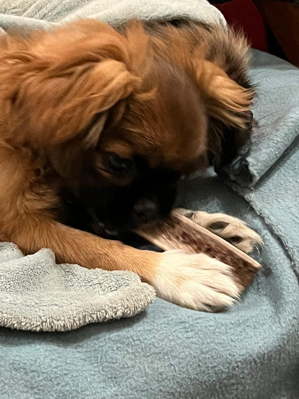 Customer photo review of Asta de ciervo para perros - Principiante
