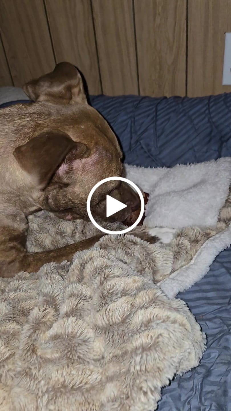 Customer video review of USA Beef Lung Chunks 1lb