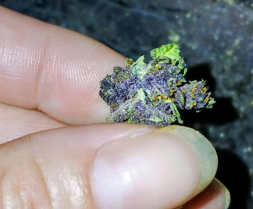 Granddaddy Purple - Minis - 28 Grams - Indica photo review