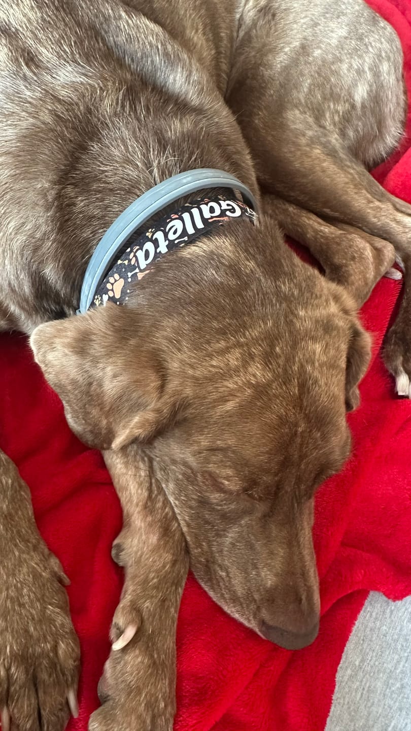 Customer photo review of Collar personalizado: Huellitas