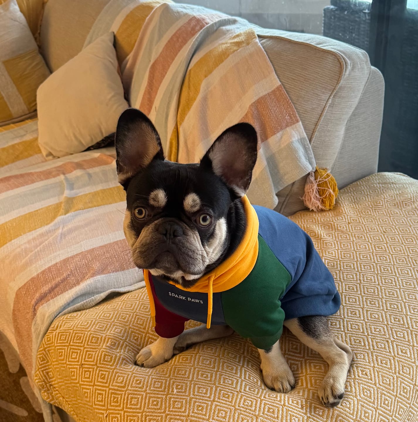 Customer photo review of Primary Color Block Dog Hoodie