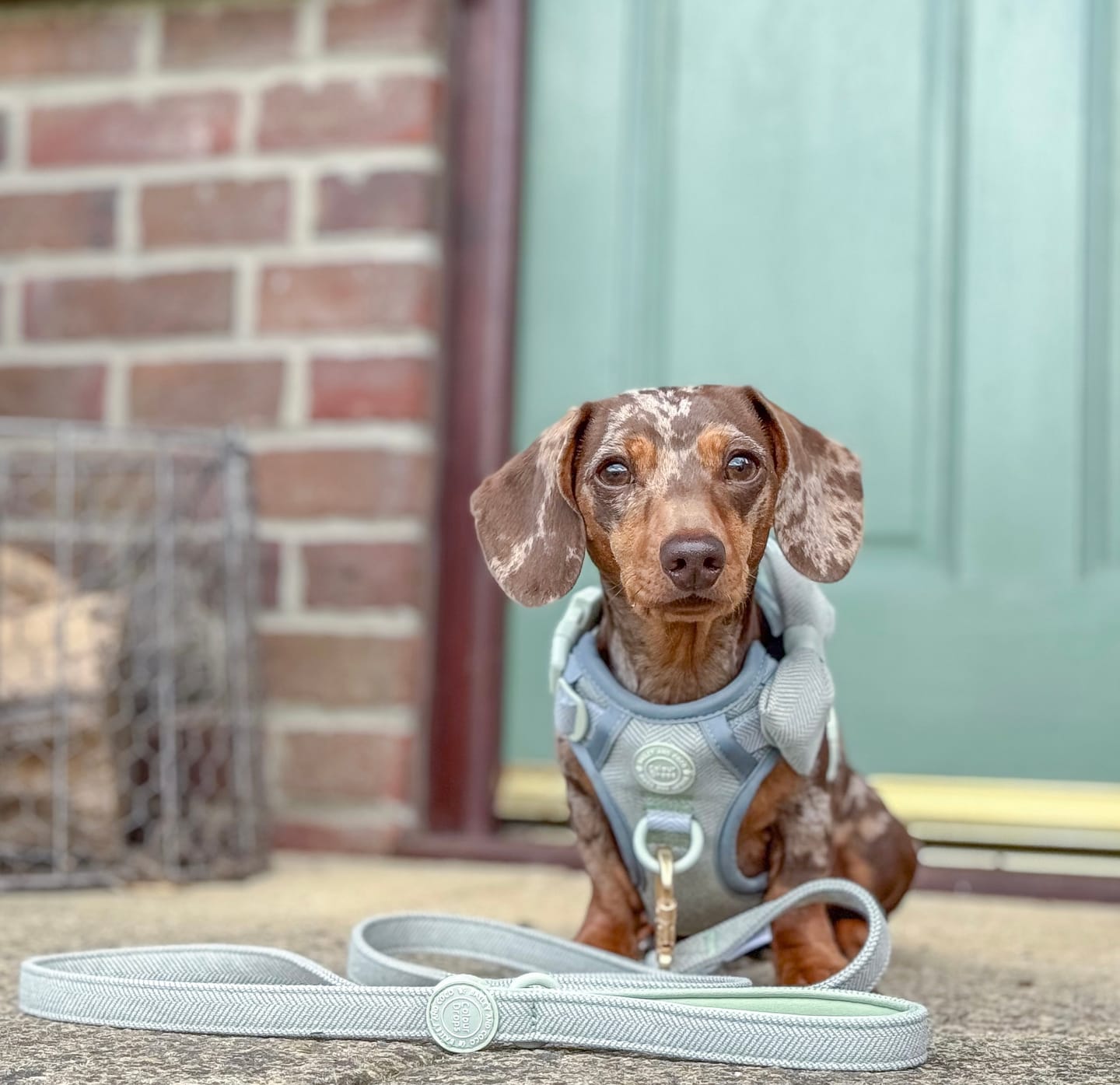 Customer photo review of Trail & Glow Tweed Dog Harness - Colour Drops - Sage Tweed