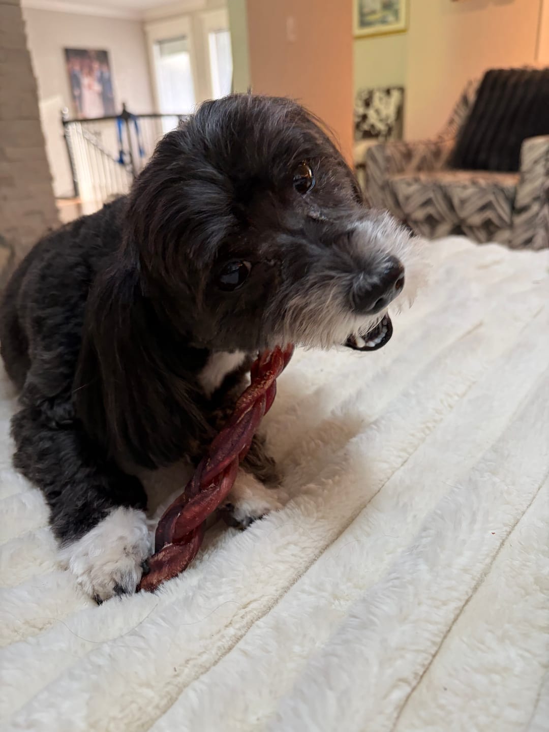 Customer photo review of Split Beef Cheek Sticks