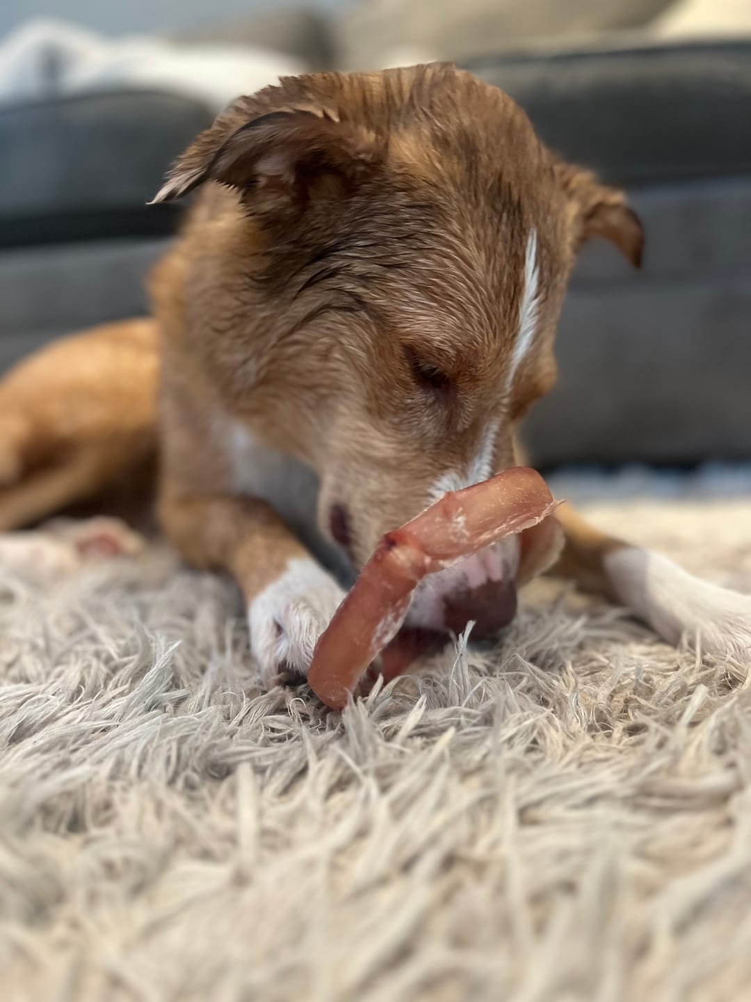 Customer photo review of Large Bully Stick Ring