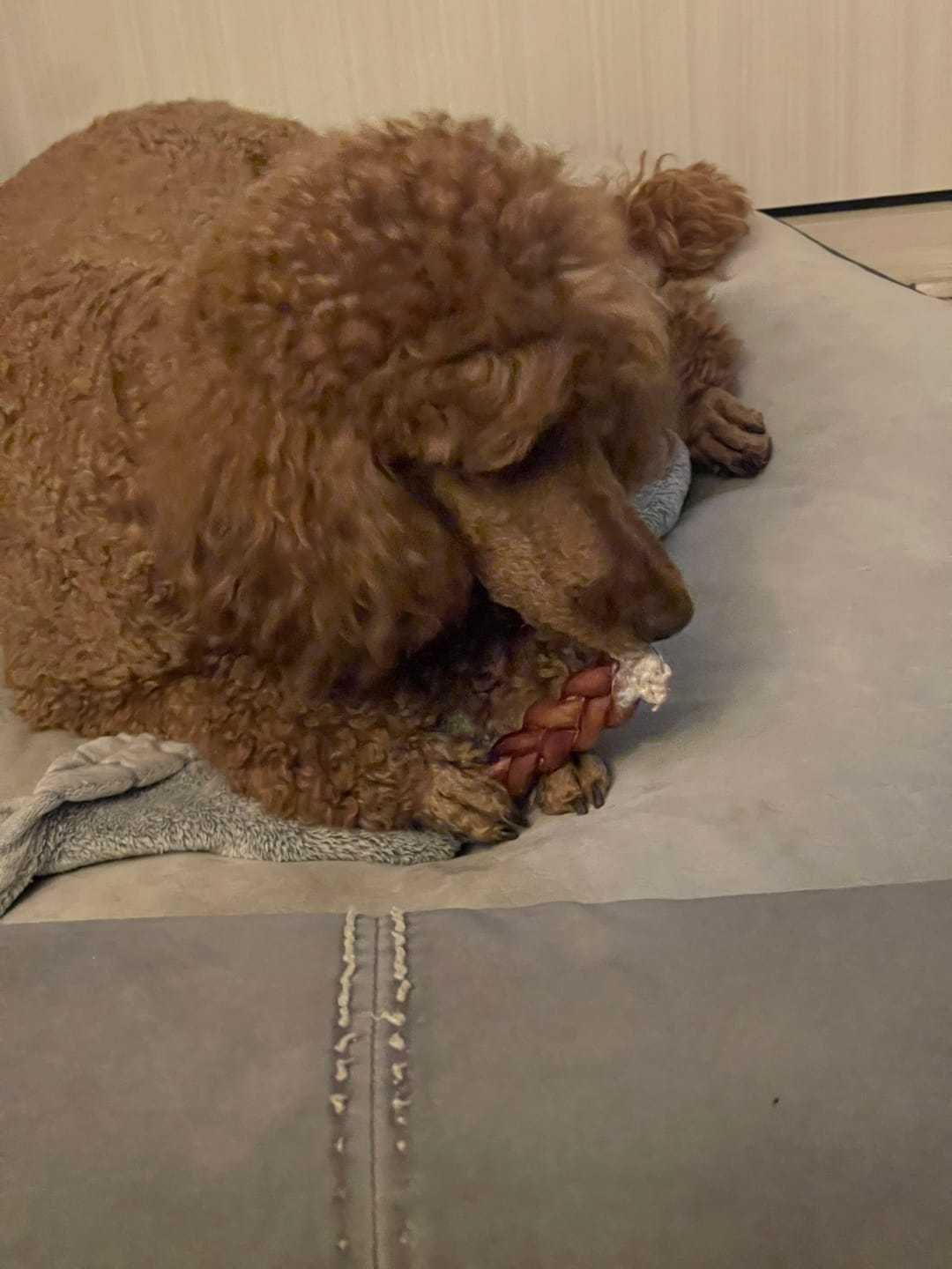 Customer photo review of 12 Inch Standard Braided Bully Stick