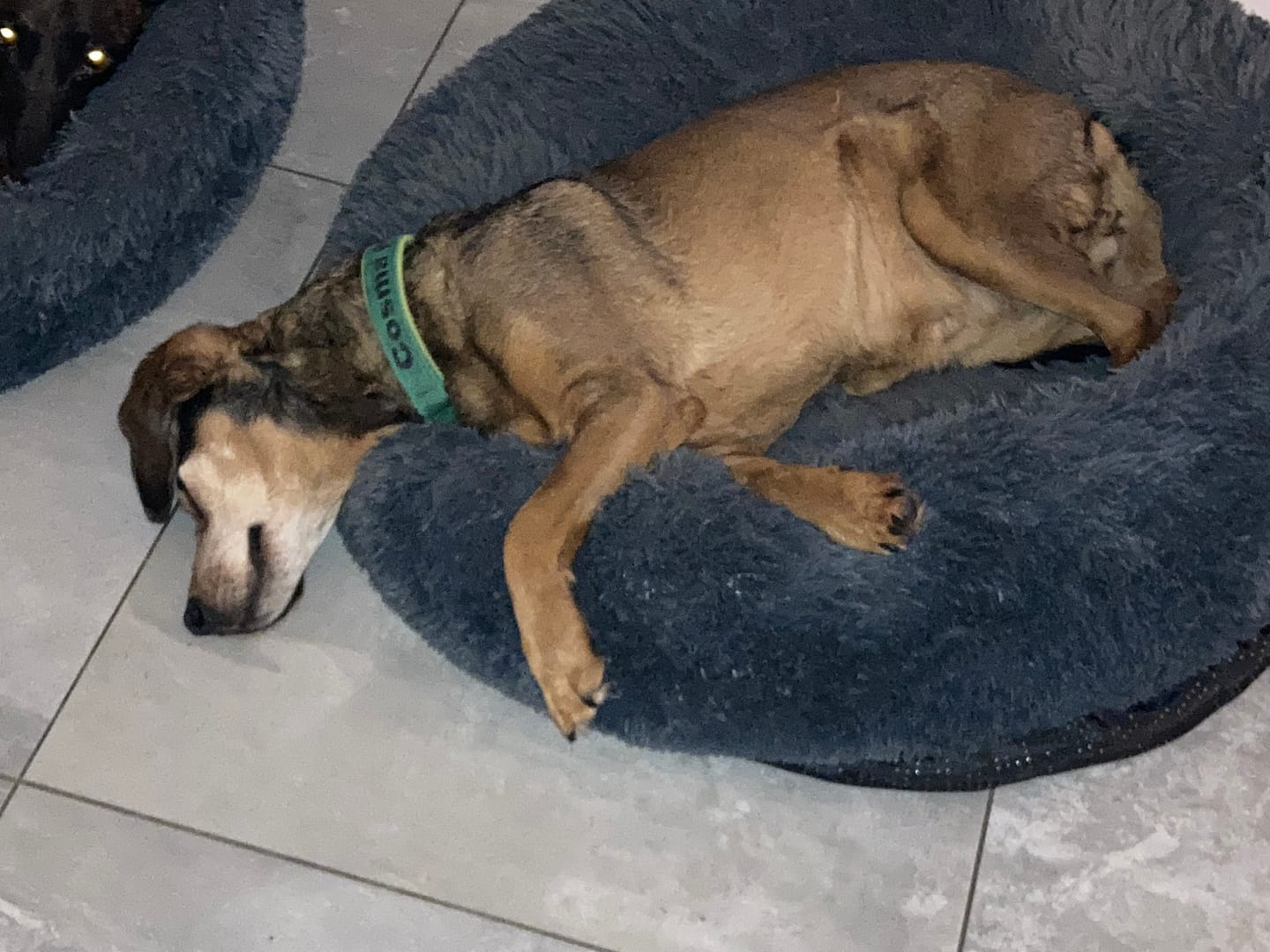 Customer photo review of Puppery Hundebett Wolke 7 - Das Original