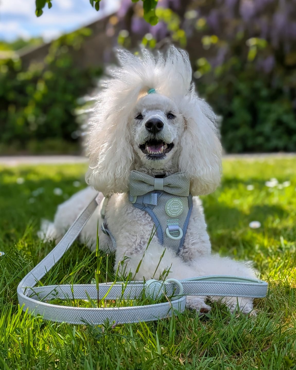 Customer photo review of Adjustable Collar - Colour Drops - Sage Tweed