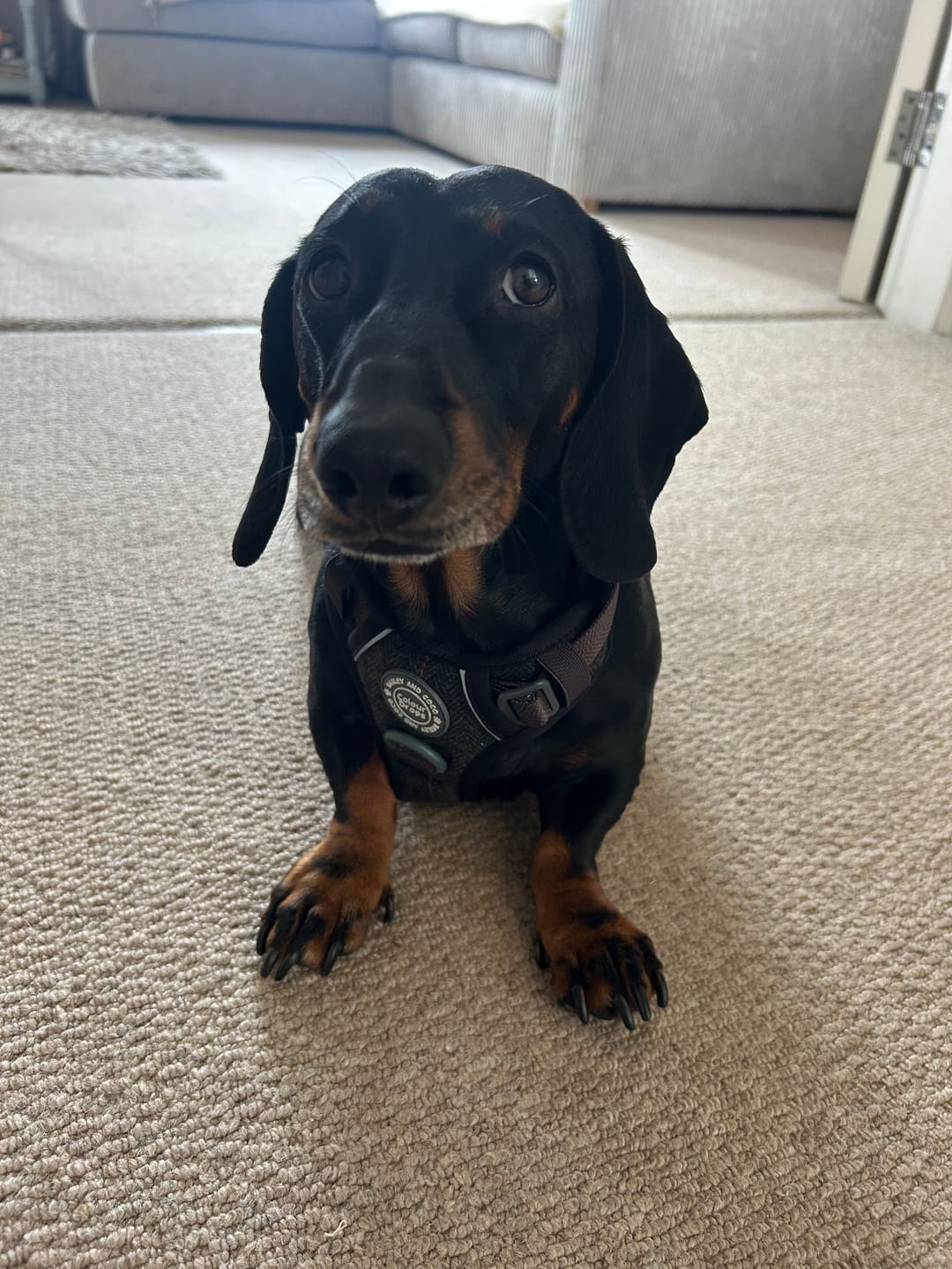Customer photo review of Trail & Glow Tweed Dog Harness - Colour Drops - Charcoal Tweed