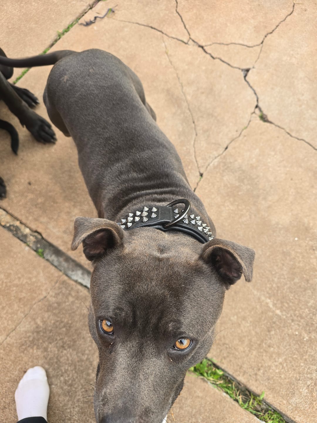 Customer photo review of Hand Made Leather Dog Collar - Ruthless Pink & Black (Wide Fit)