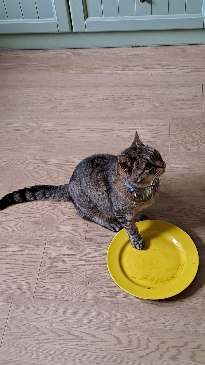 Customer photo review of Croquettes Chat Stérilisé Sans Céréales - Poulet