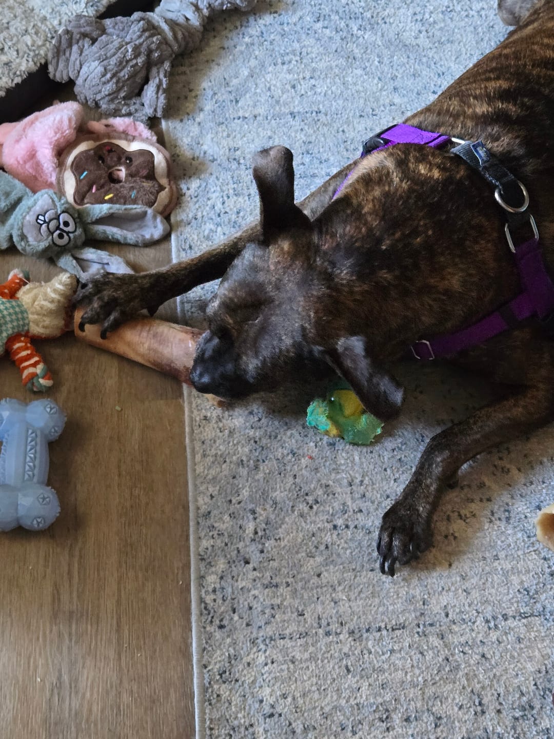 Customer photo review of Large Dog Spring Treat Bundle (41+ lbs)