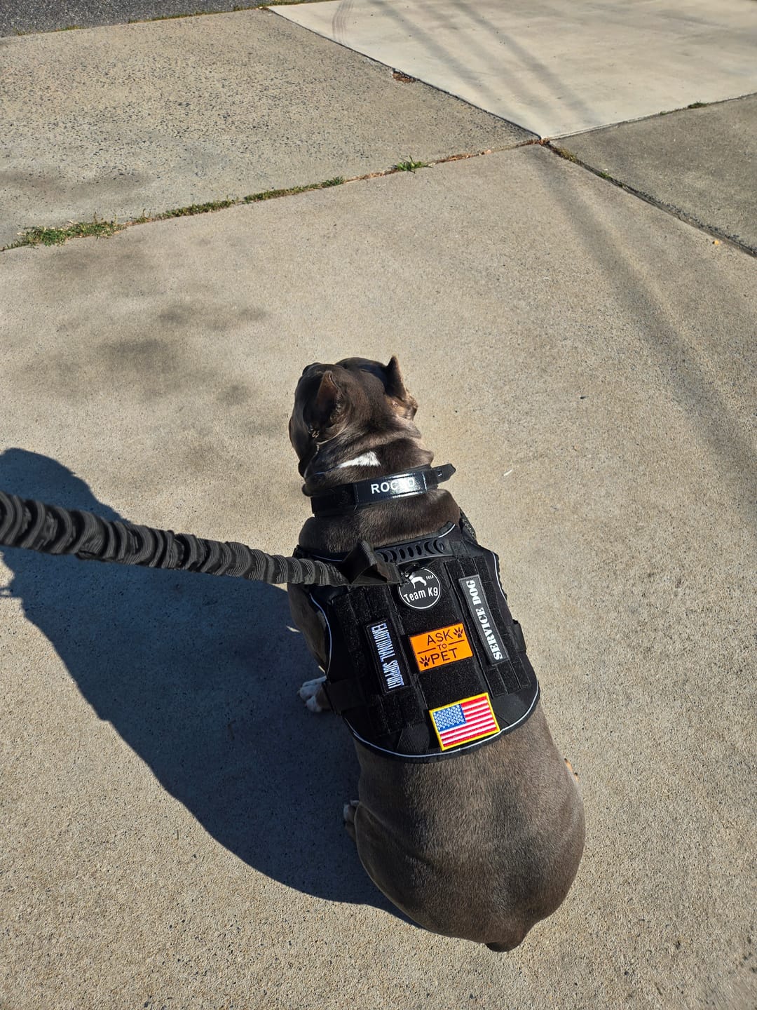 Customer photo review of Custom Hook & Loop Patch For Harness (Printed - 1 Pair)