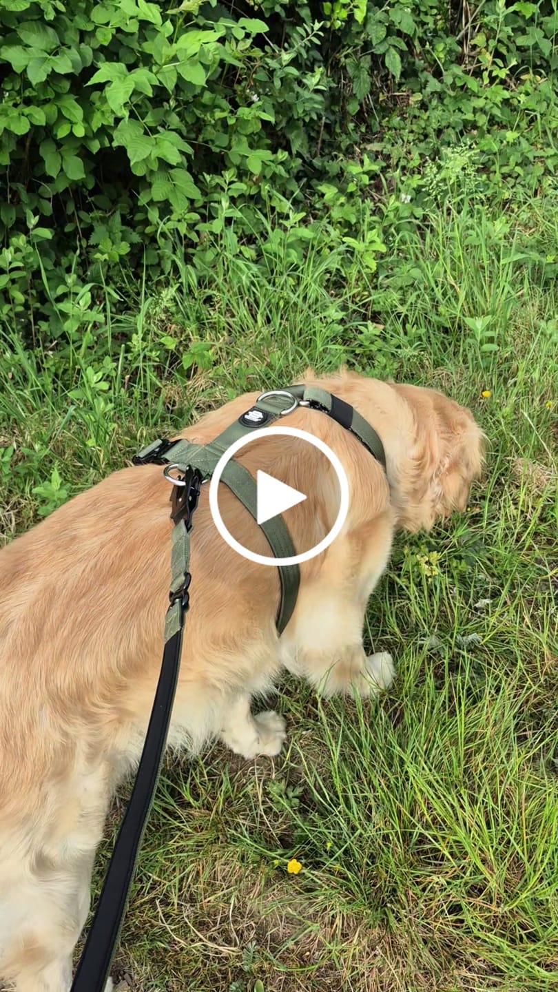 Customer video review of Bullyion All Action® Dog Lead 1.4m Length Tactical Anti Tangle Single Swivel