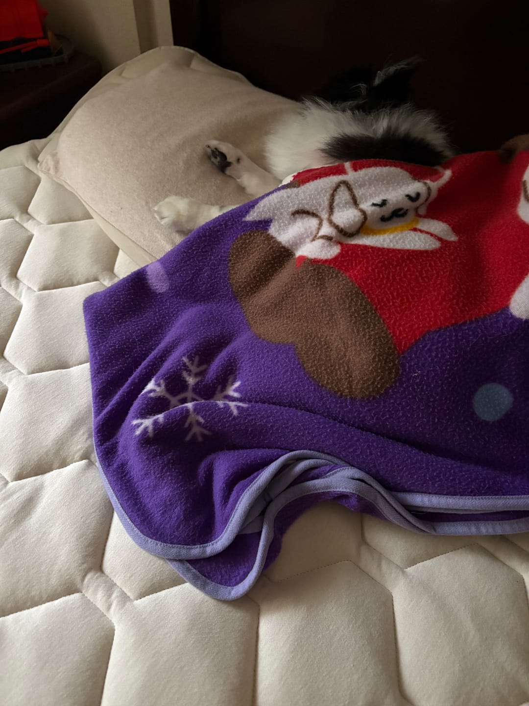 Customer photo review of SLEEP HEXAGON　ホルミシス敷パッド