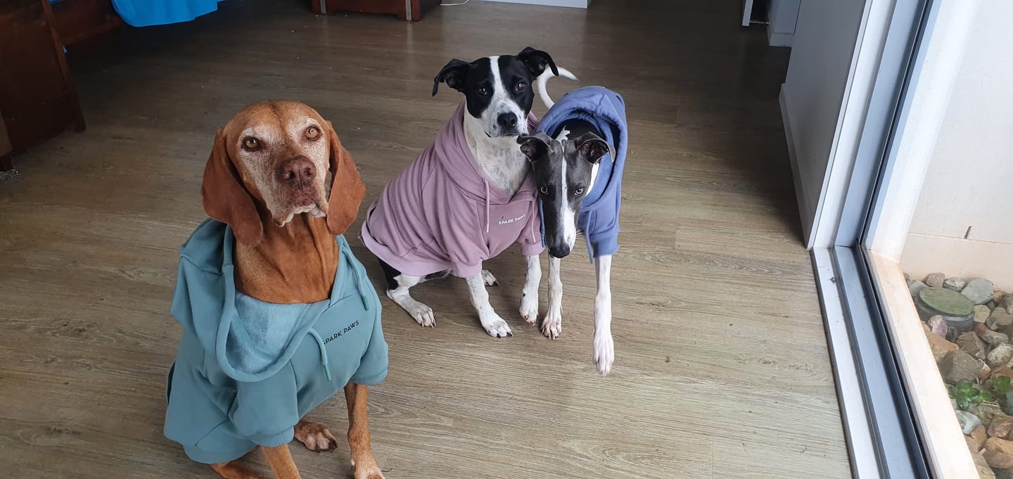 Customer photo review of Essential Dog Hoodie - Teal