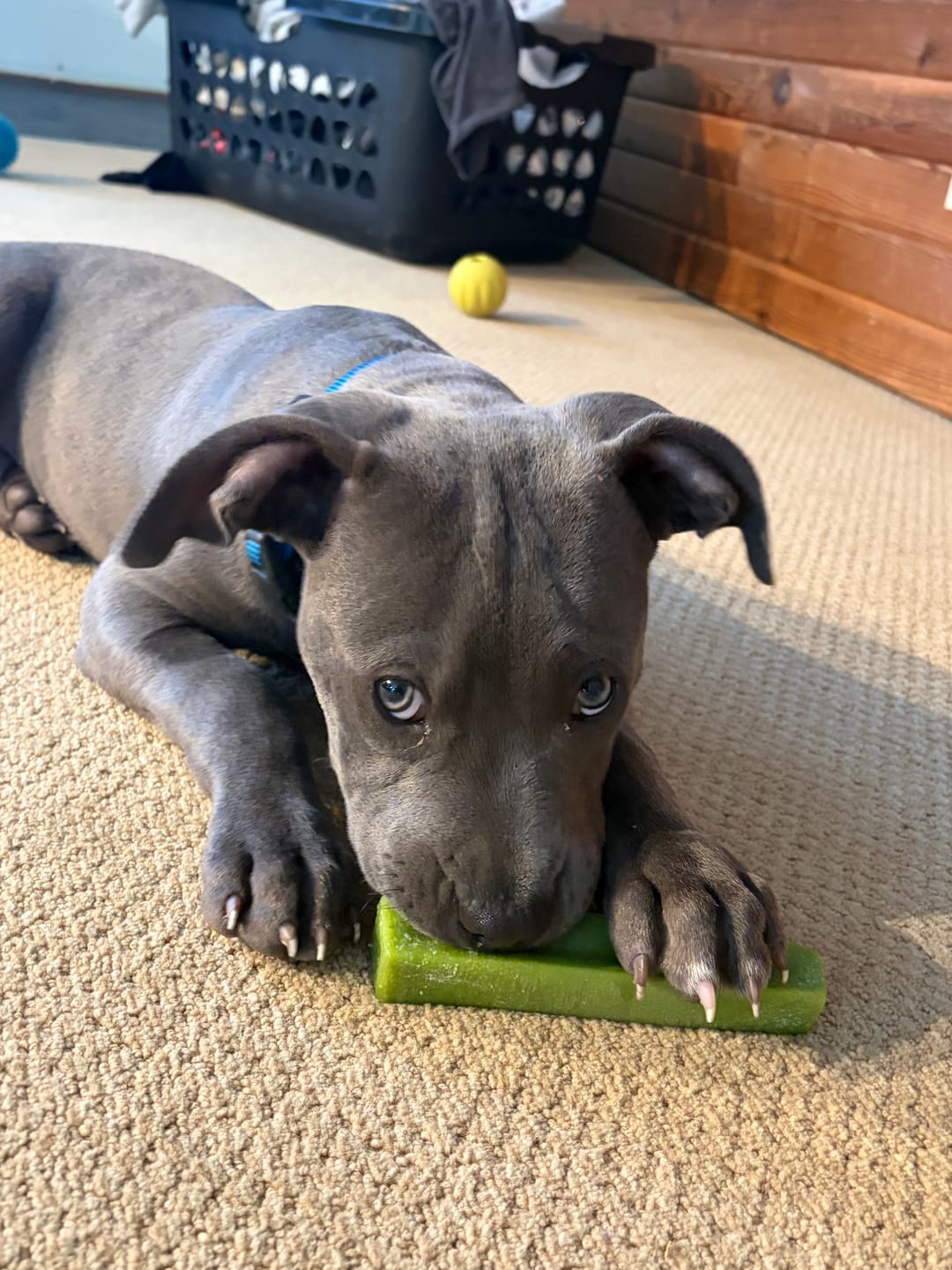 Customer photo review of Himalayan Yak Chew Flavor Pack