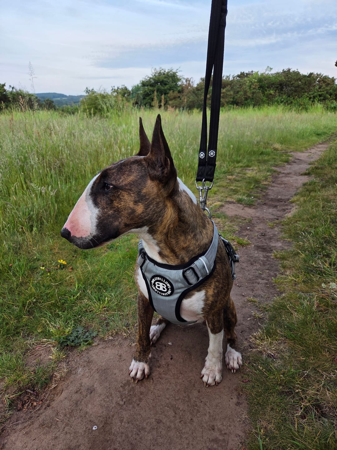 Customer photo review of Training Double Ended Dog Lead | 2m Length -  Black