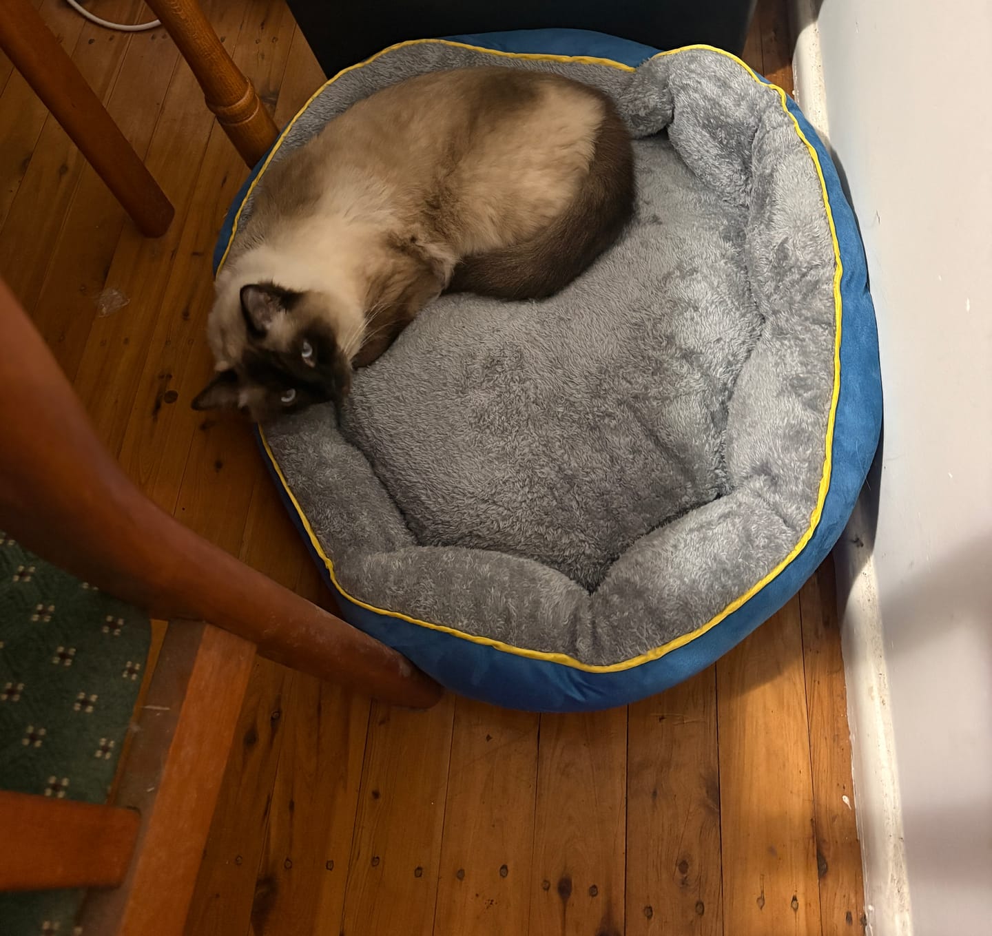 Customer photo review of Electric Pet Heater Bed Thermal Protection