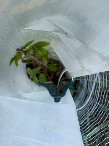 Customer photo review of Tree Pro Grow Tubes