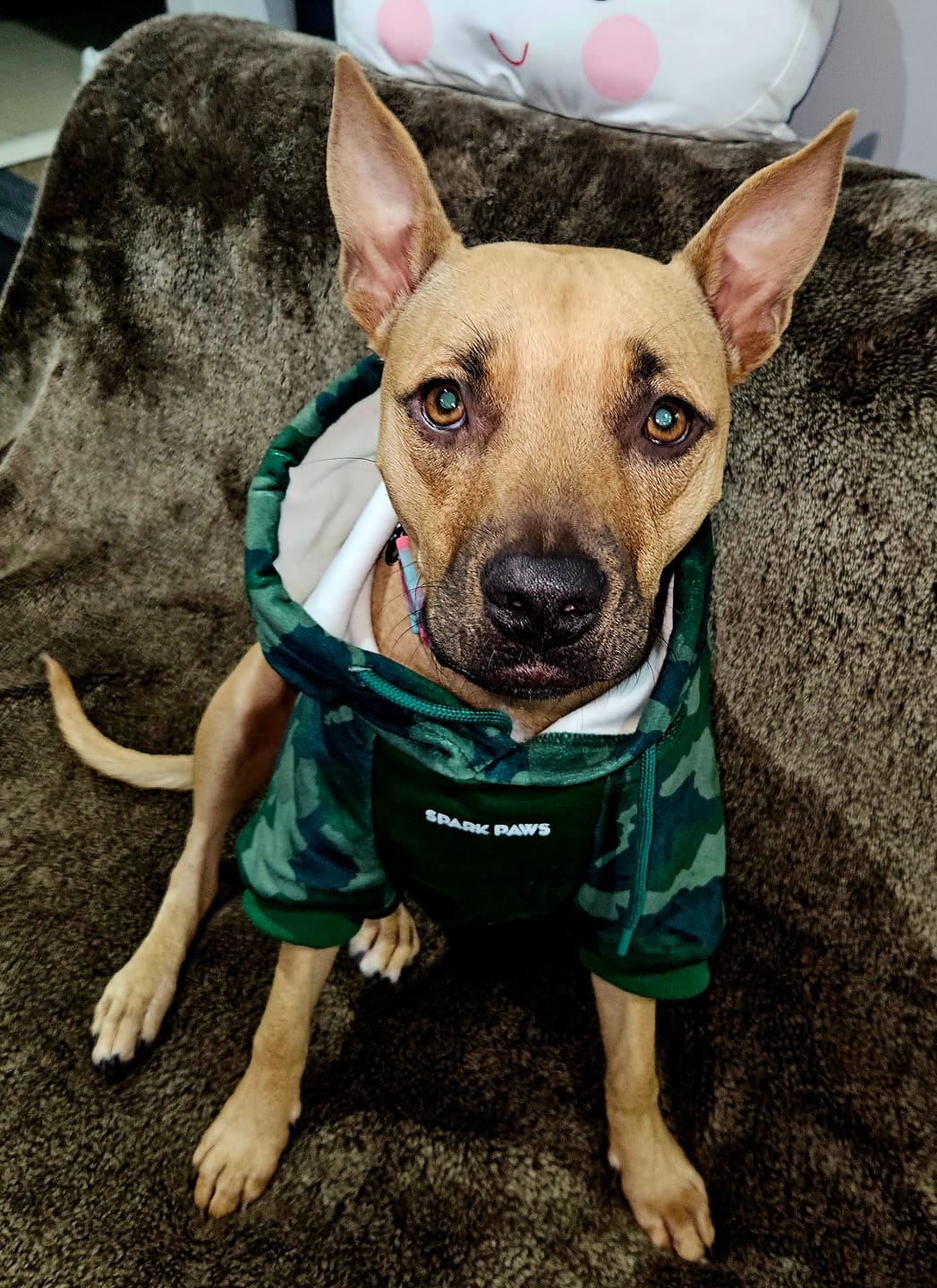 Customer photo review of Forest Camo Dog Hoodie