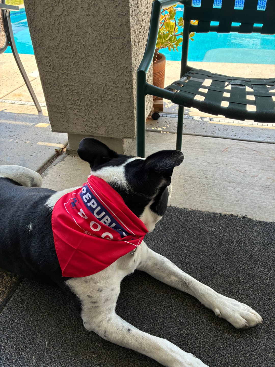 Customer photo review of Republican Dogs Bandana