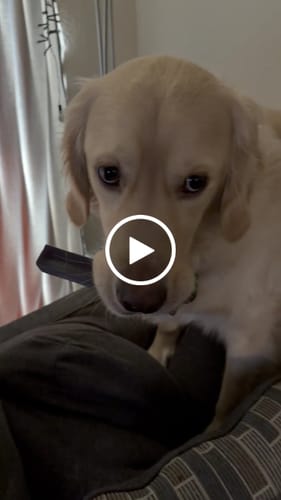 Customer video review of Long-Lasting Yak Chews — 6 Flavor Pack