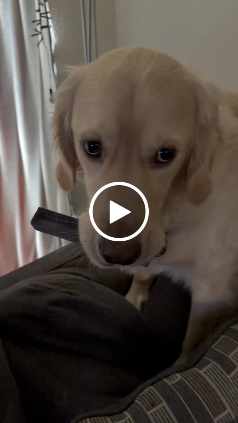 Customer video review of Long-Lasting Yak Chews — 6 Flavor Pack