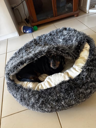 Customer's mini dachshund peeking from inside the fluffy, charcoal Pet Cave Dog Bed.