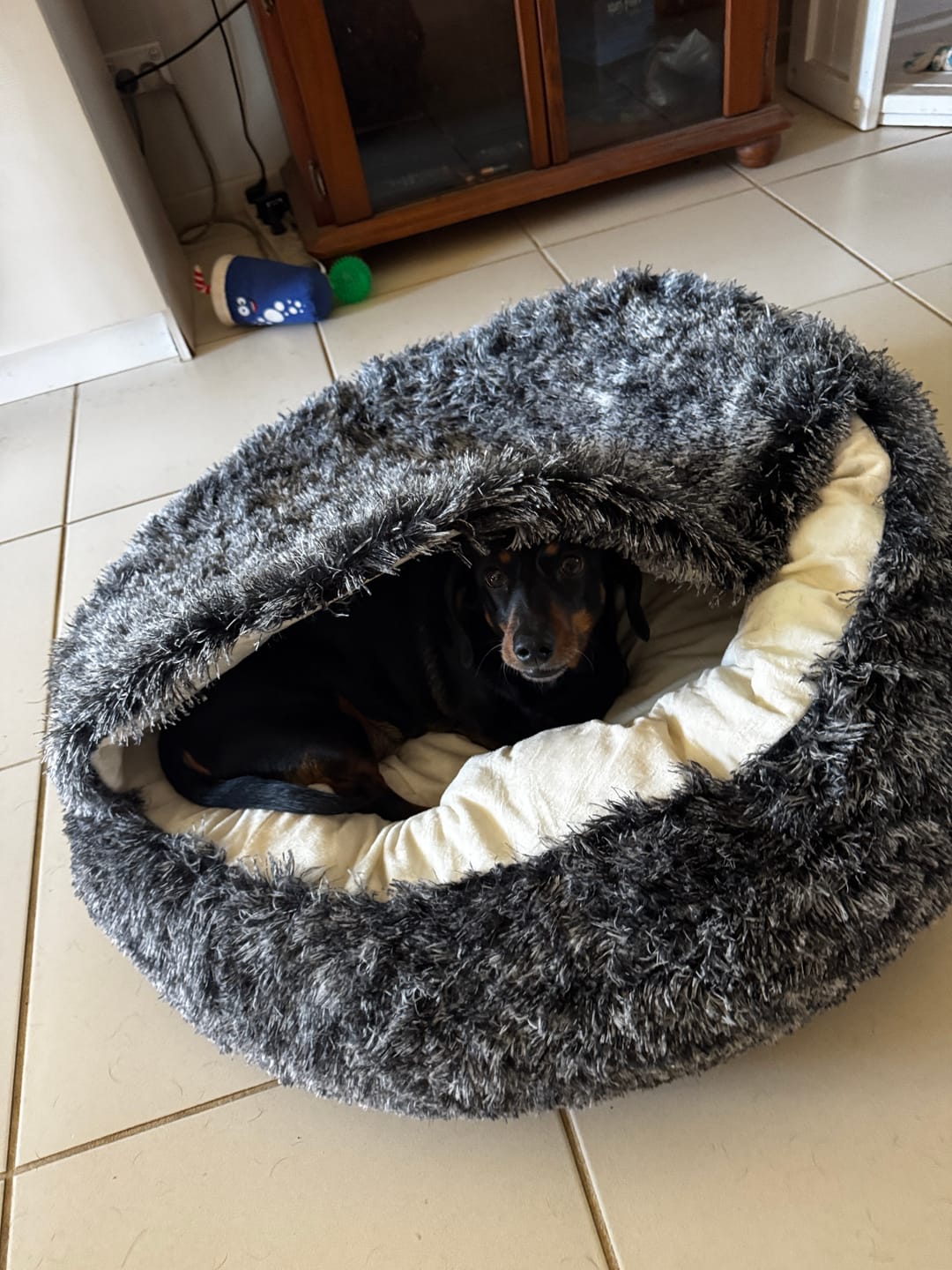 Customer photo review of Pet Cave Dog Bed - Removable Cover