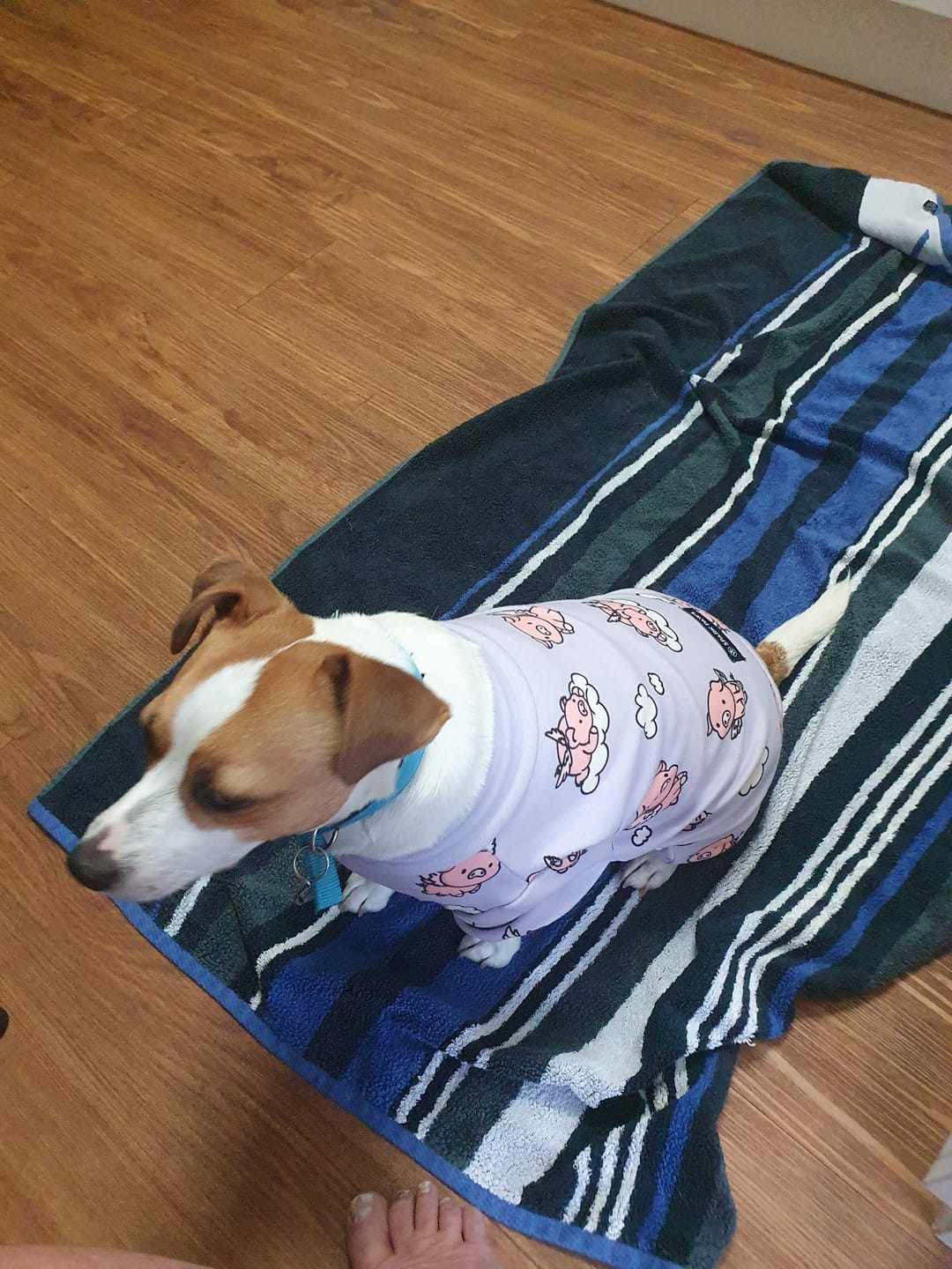 Customer photo review of Dog Pajama - When Pigs Fly