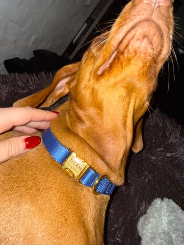 Customer photo review of Collar Pets Club Hebilla Grabada