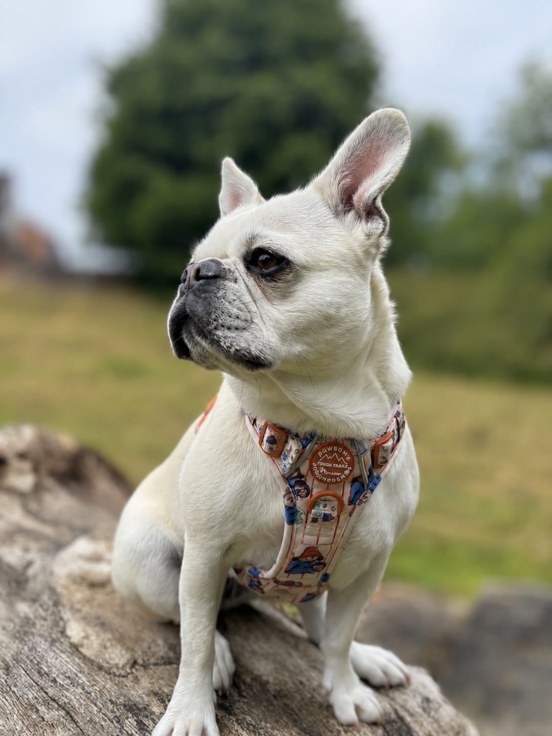 Customer photo review of Paddington™ Tough Trails™ Harness - Peckish Paddington