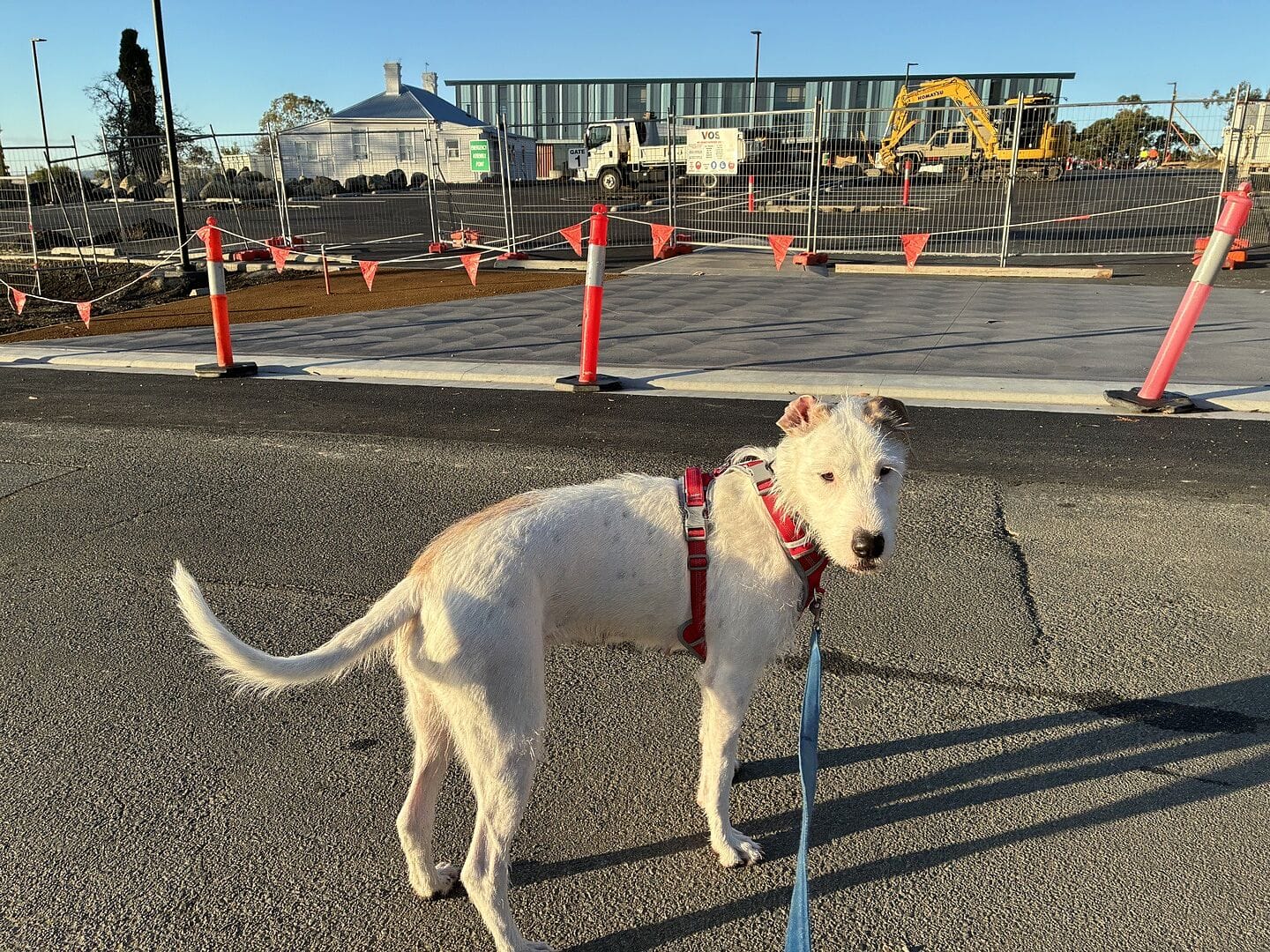 Customer photo review of Best No Pull Dog Harness | Fur King Ultimate No Pull Harness