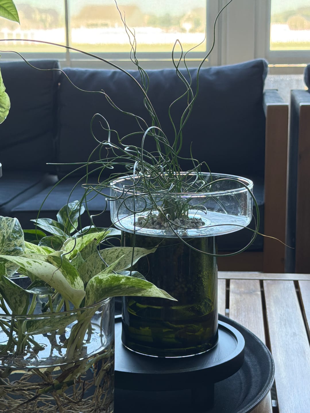 Customer photo review of Juncus effusus 'Spiralis'