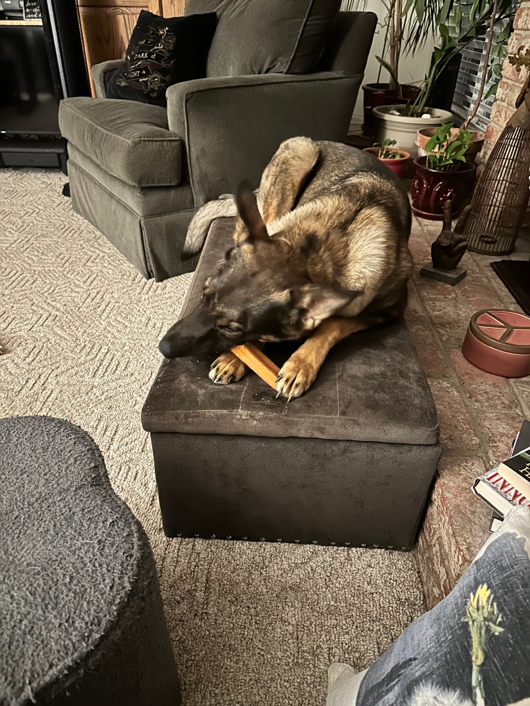 Customer photo review of Himalayan Yak Cheese Chew Dog Treat