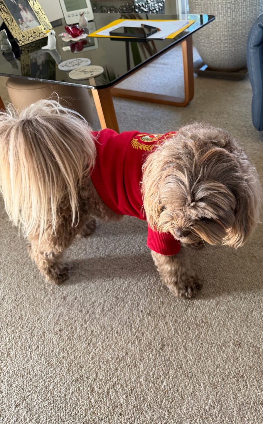 Customer photo review of Polo Ralph Lauren Embroidery Polo Dog Cotton Sweater