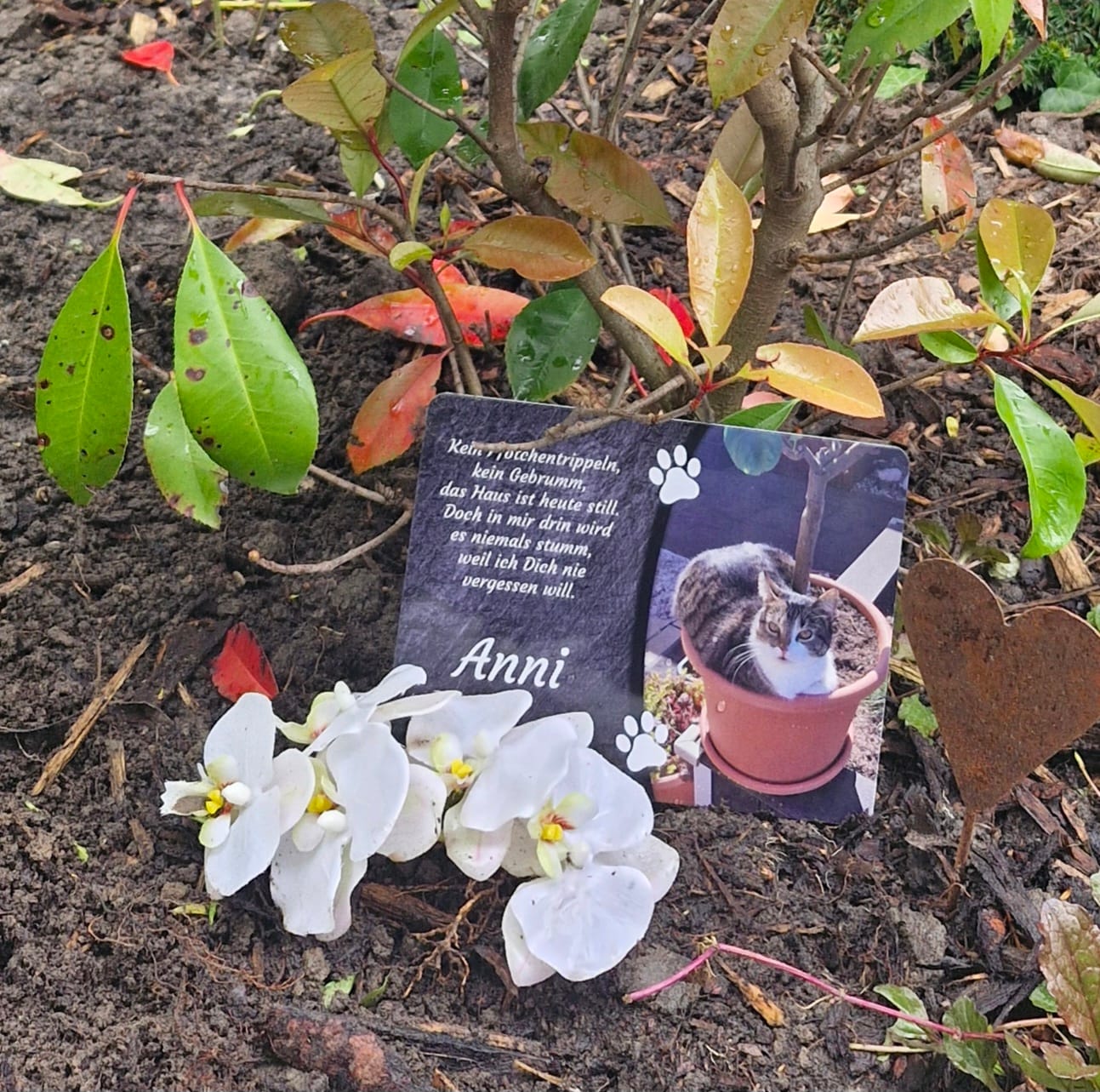 Customer photo review of Katzen Gedenktafel mit Foto & Spruch (UV- & Wetterfest)