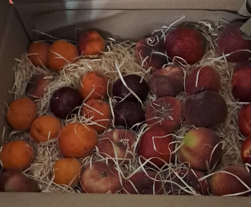 Kundenfoto der geöffneten Steinobst-Mix-Box, die verschiedene bunte Früchte wie Pfirsiche und Pflaumen auf Stroh zeigt.