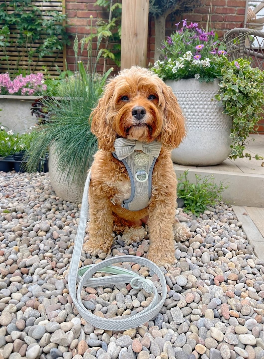 Customer photo review of Trail & Glow Tweed Dog Harness - Colour Drops - Sage Tweed