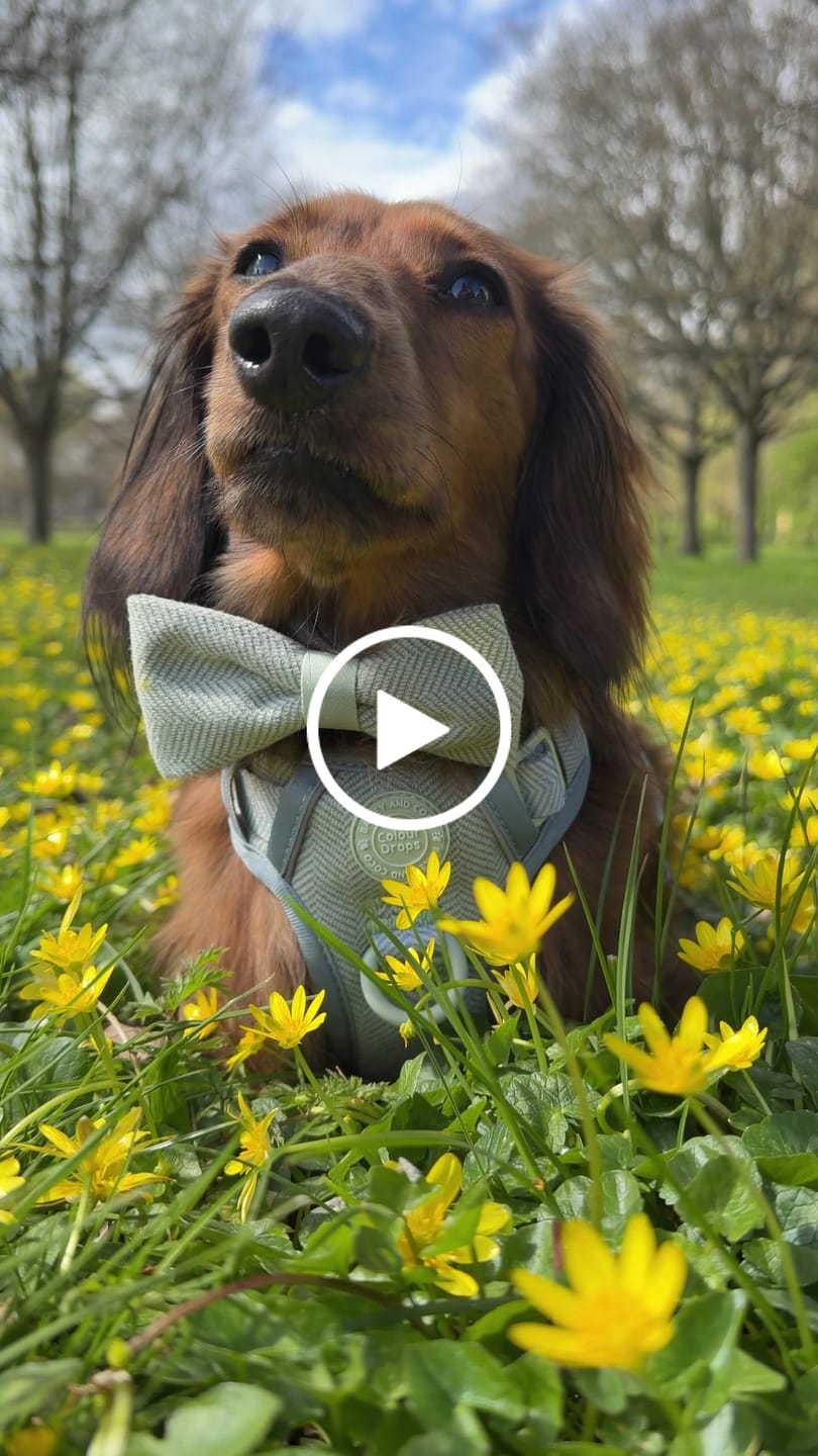 Customer video review of Trail & Glow Tweed Dog Harness - Colour Drops - Sage Tweed