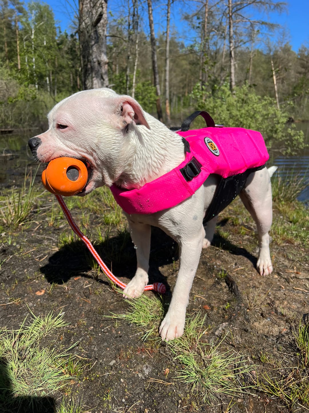 Customer photo review of Staffordshire Bull Terrier 1935® Life Jacket - Neon Pink