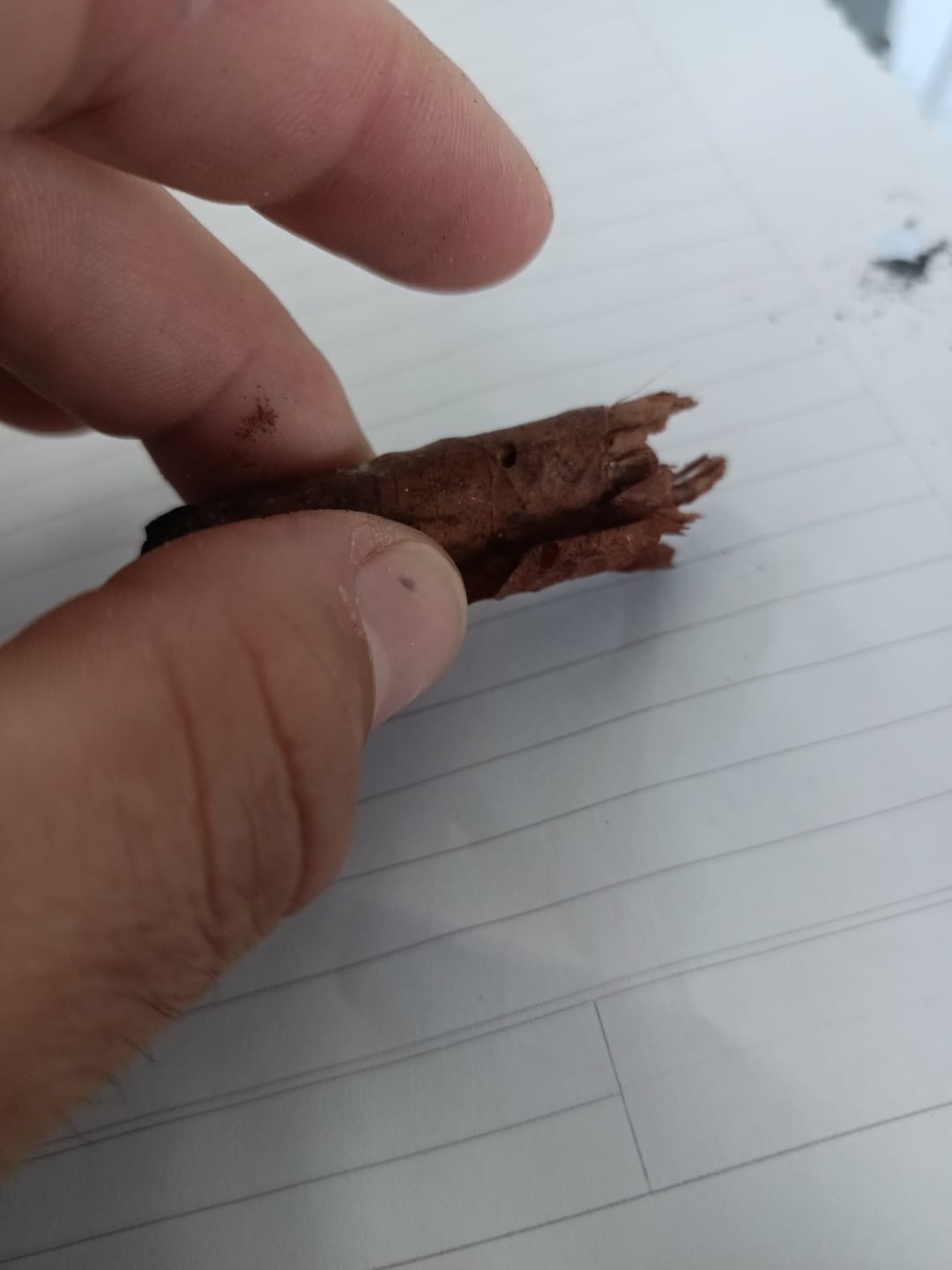 Customer photo review of Long Cigarrito