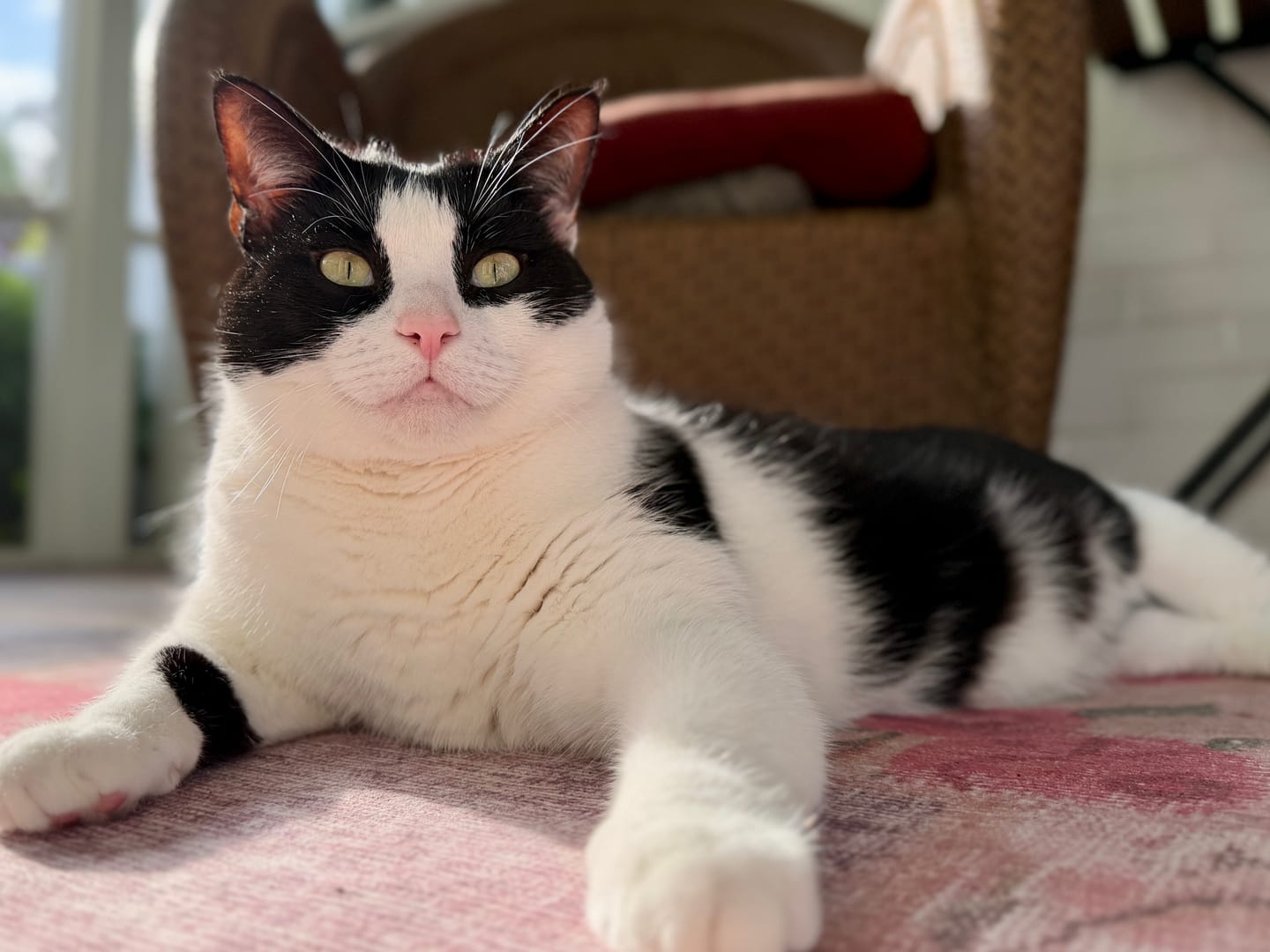 Customer photo review of Turkey Recipe for Cats - 12oz