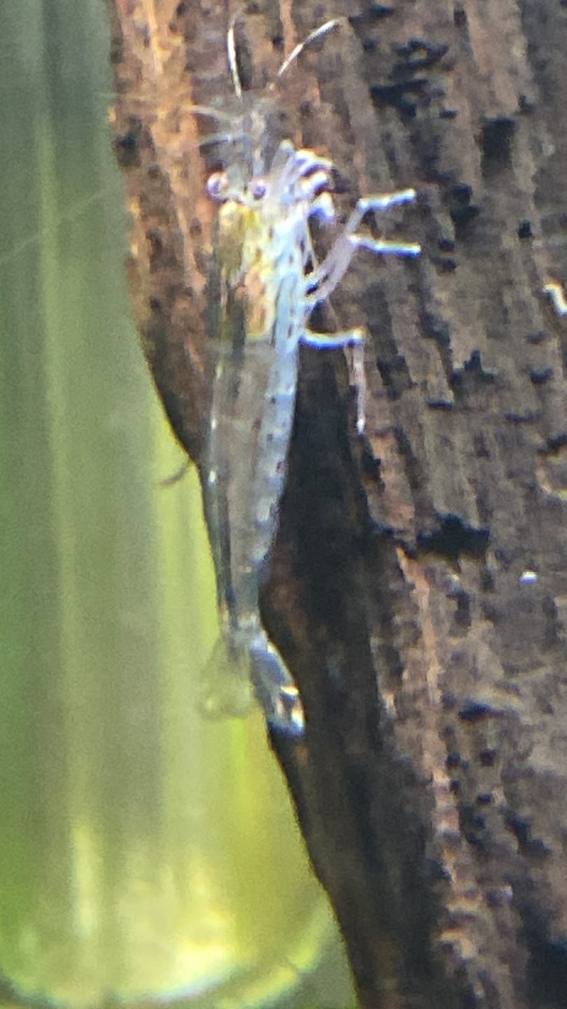 Customer photo review of Amano Shrimp