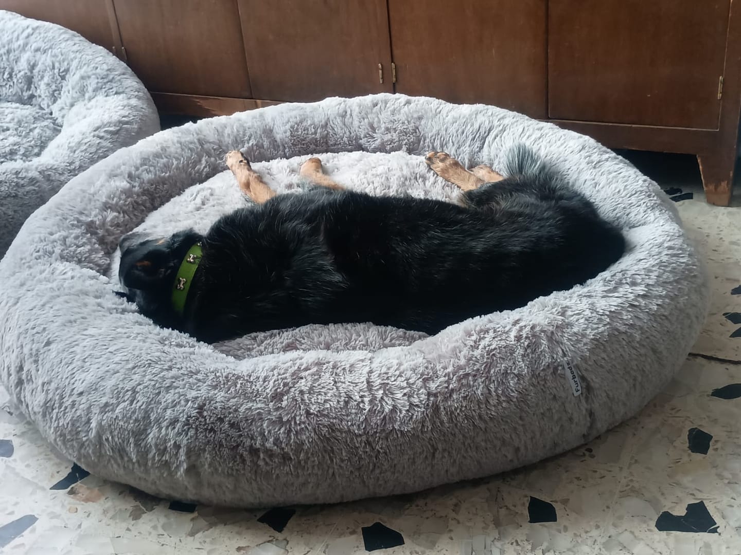 Customer photo review of Cama Antiestrés para Perros