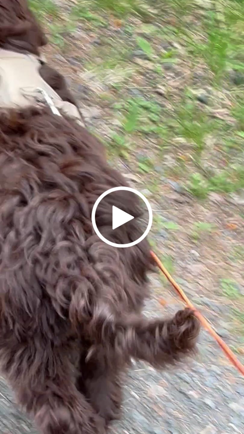 Customer video review of Beige hundesele