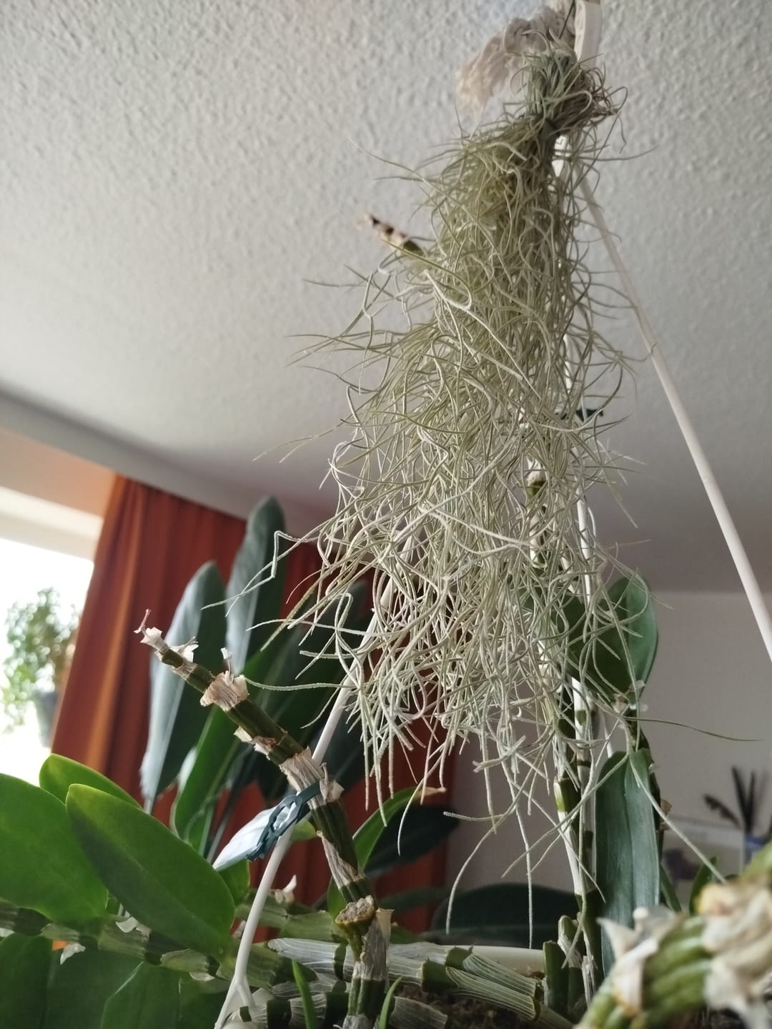 Customer photo review of Tillandsia usneoides - Lousianamoos